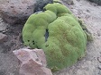 Green Growth Plant Lichen.jpg
